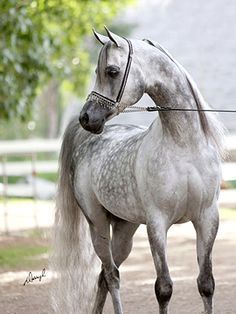 929ced5b59070f91b2b1e5903ab8791d%201_zps0kfenxy8.jpg?t=1449271244