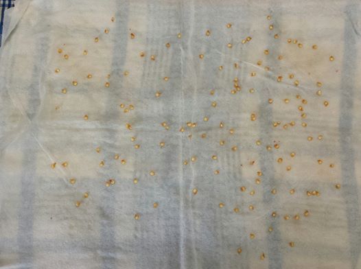 1794805_610764912349802_1419113226_n_zps