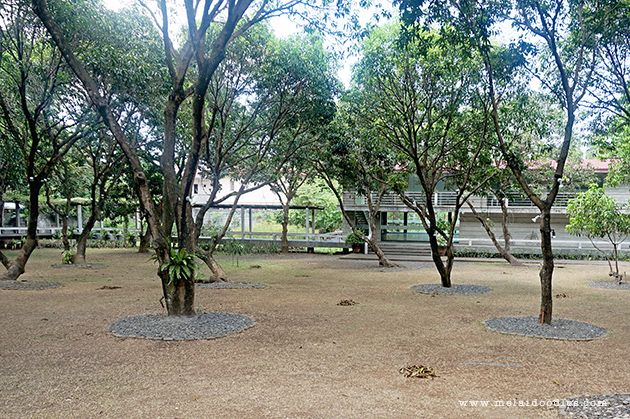 The Mango Farm, Antipolo City
