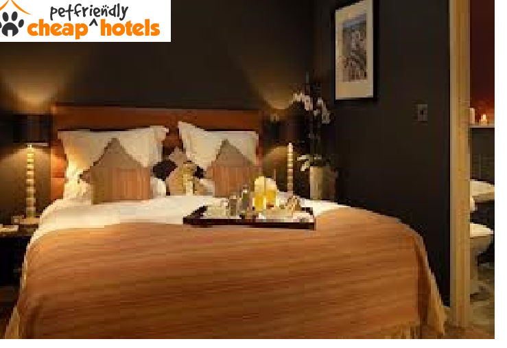 Cheap Pet Friendly Hotels: Discover the cheap pet friendly hotels this