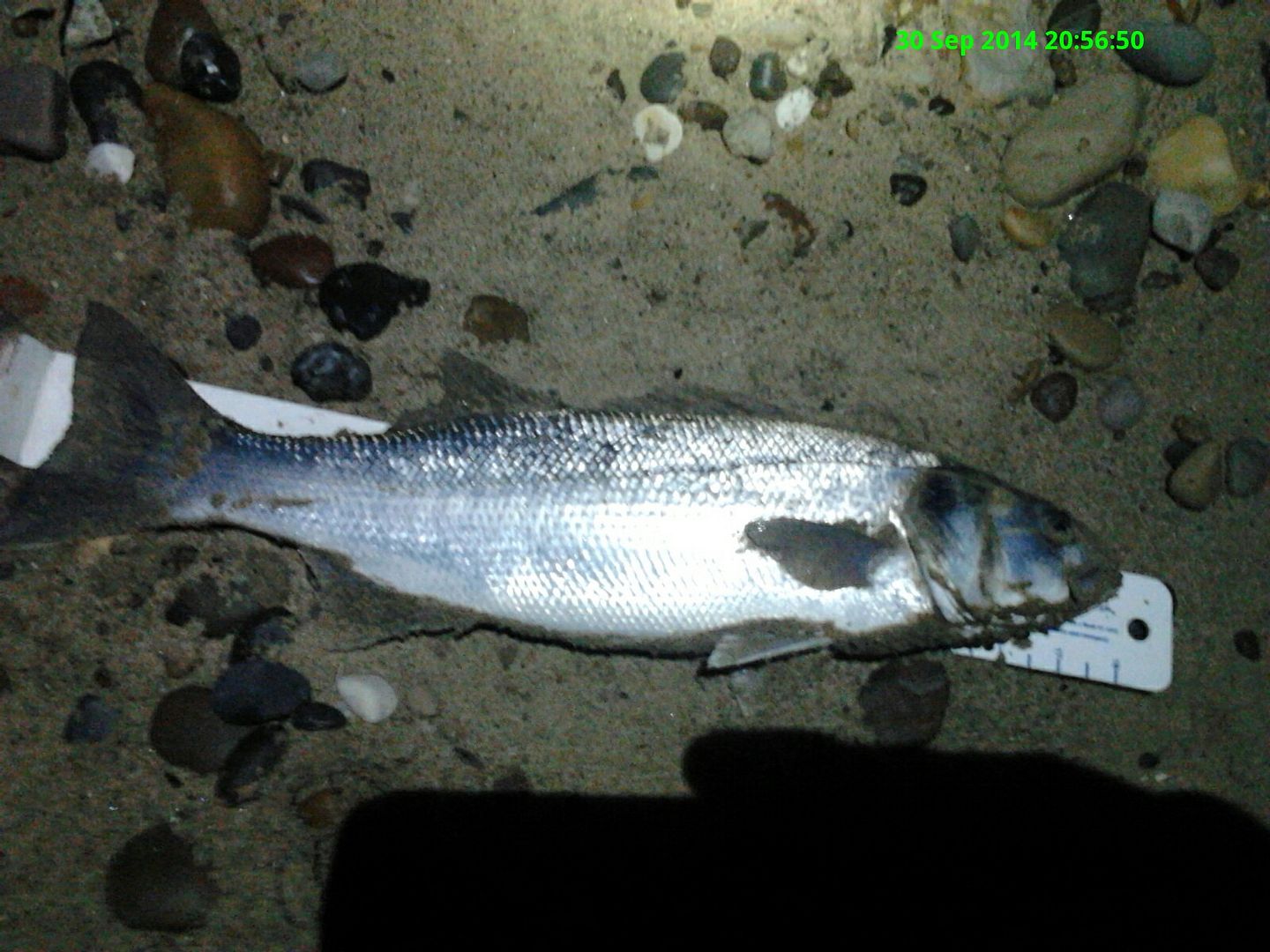 2014-09-30205651_ts_zps2aaca7bf.jpg